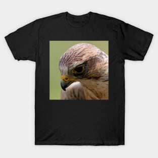 Saker Falcon T-Shirt